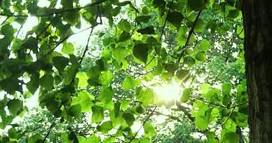 4K夏季树叶透光空境绿植烈日炎炎视频的预览图